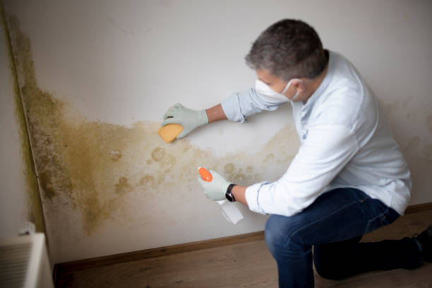 Best Attic Mold Removal  in Wilder, ID