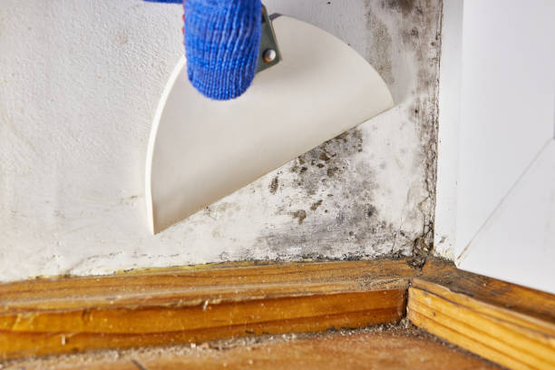 Best Post-Construction Mold Inspection  in Wilder, ID